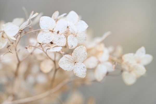 Fototapeta Wiosenna Biel Kwiatów