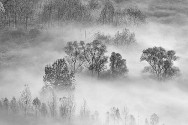 Fototapeta Szara Mgła