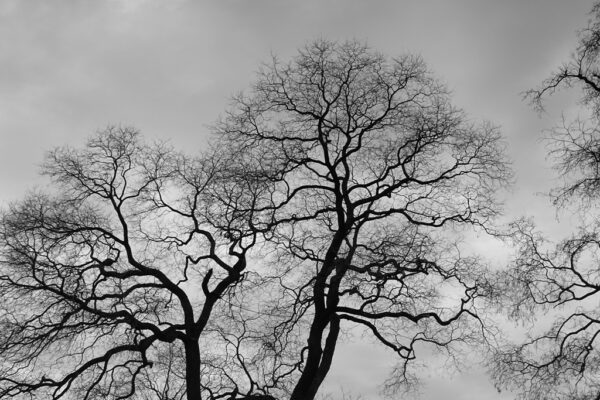 Fototapeta Czarne Drzewa