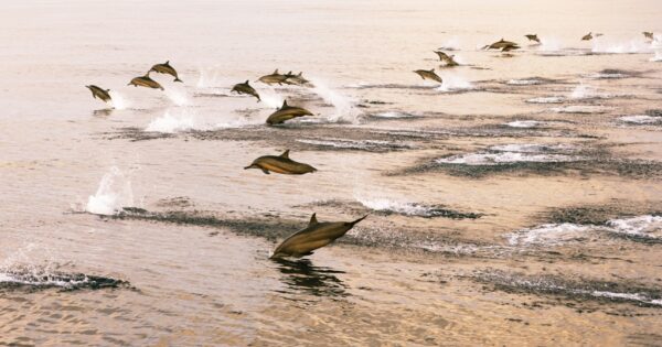 Fototapeta Taniec Delfinów