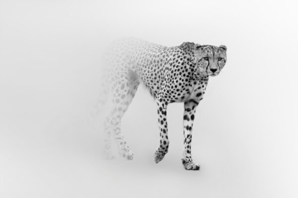 Fototapeta Gepard w Bieli