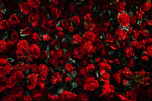 Fototapeta Czerwone Róże