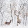 Fototapeta Las Żółtych Roślin