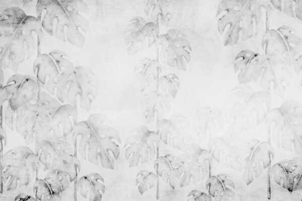 Fototapeta Niewidoczna Monstera