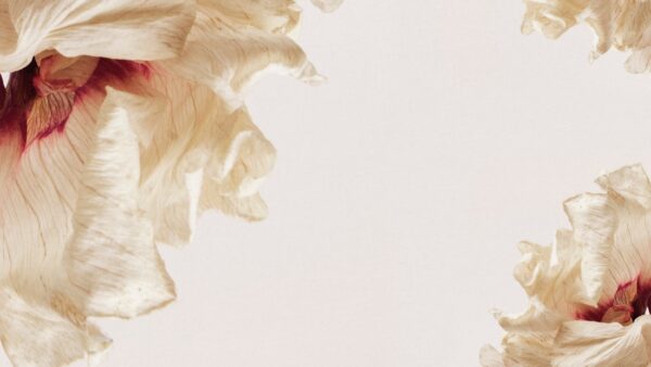 Fototapeta Falujące Płatki