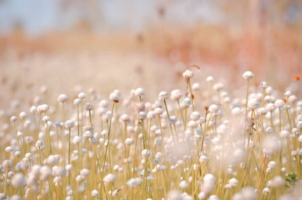 Fototapeta Kwiatowy sen