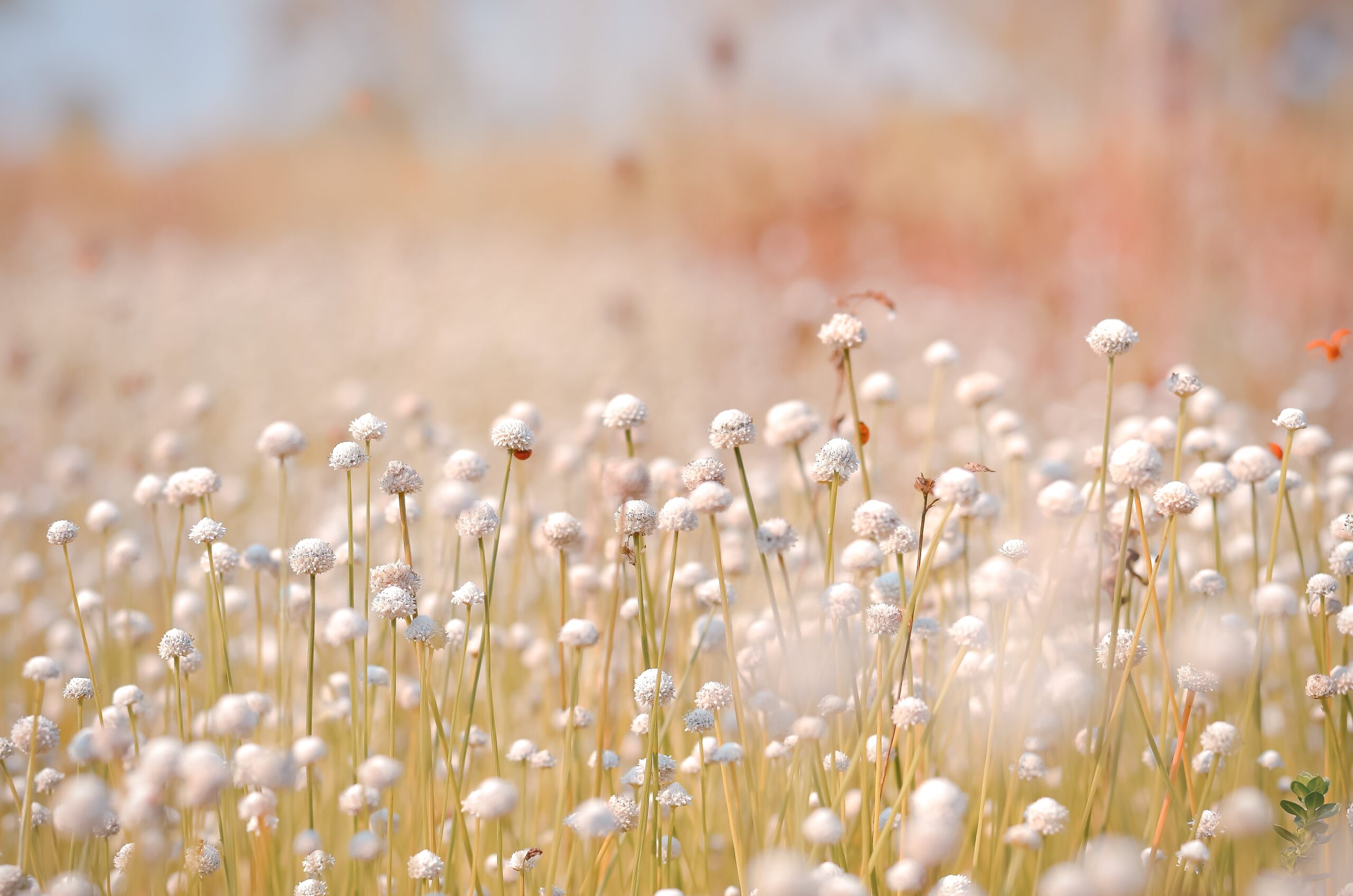 AdobeStock_104534803-scaled-1 Fototapeta Kwiatowy sen