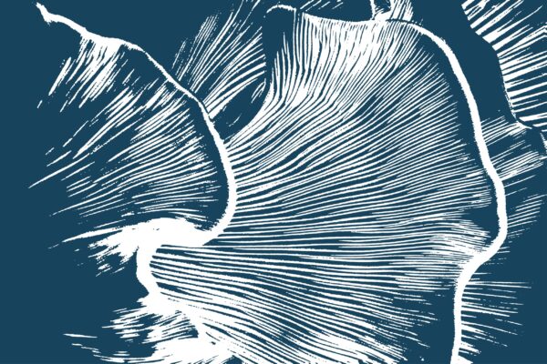 Fototapeta Korona Natury