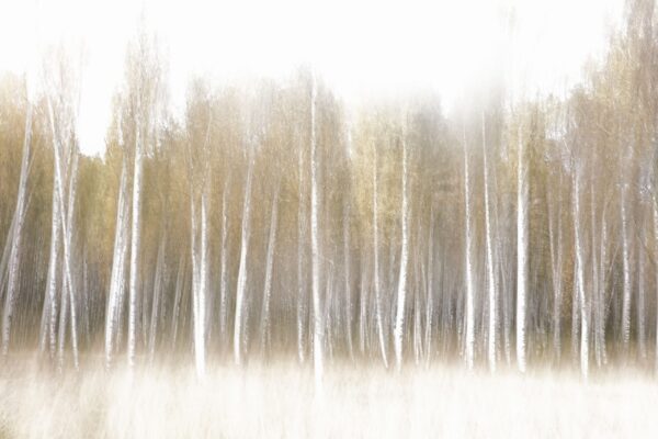 Fototapeta Leśna Poświata