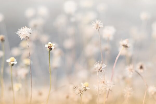 Fototapeta Szept Łąki